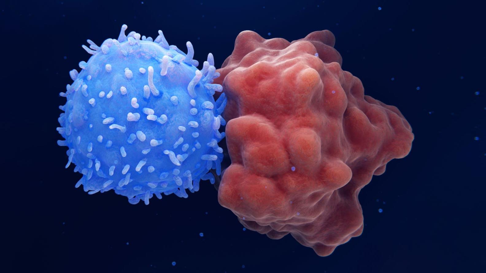 Chimeric Antigen Receptor (CAR) T-Cells: Deciphering the Molecular Mechanisms of Tumor Cell Targeting?
